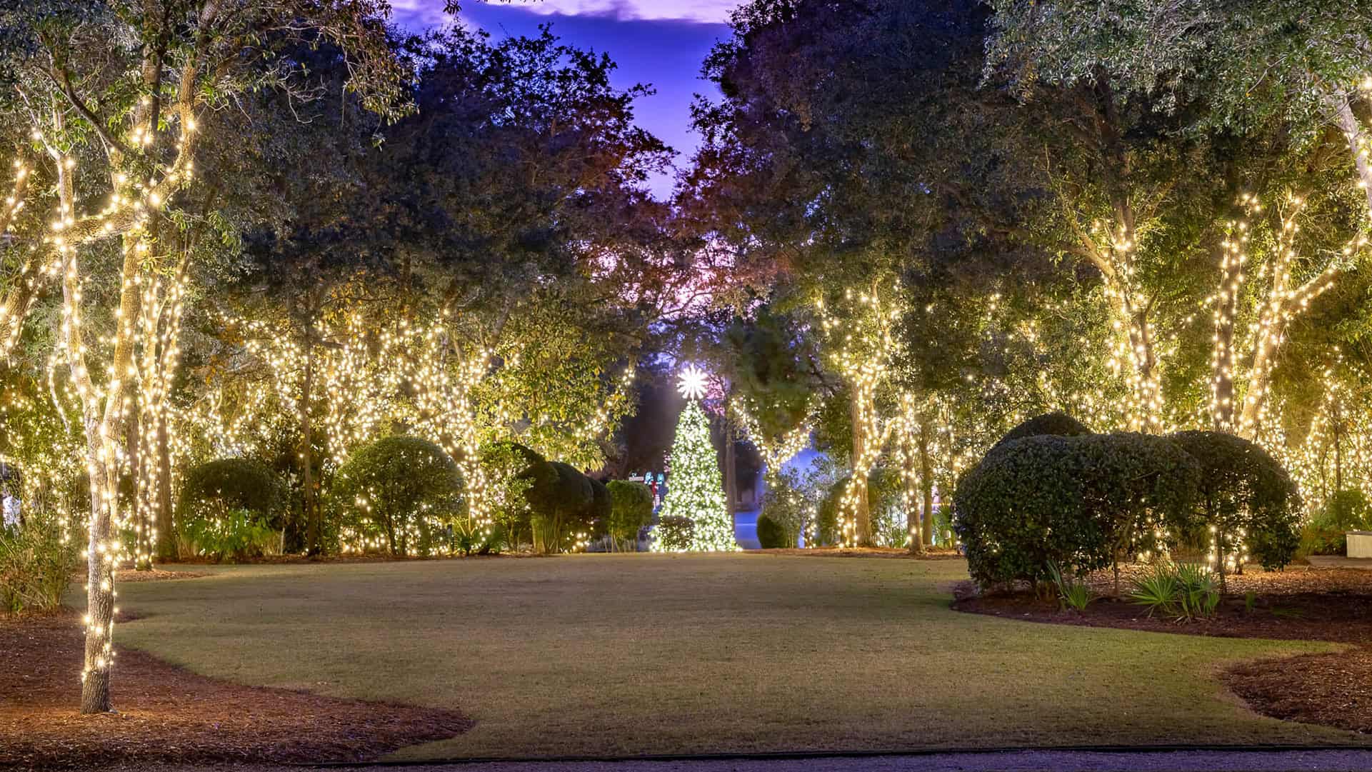 A pathway bordered by trees decorated with white holiday lights leads to a large, illuminated Christmas tree at dusk.