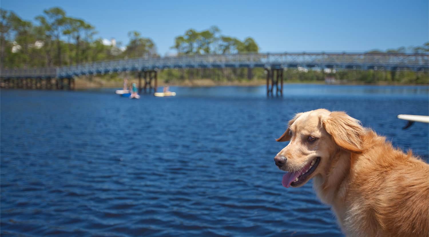 A golden retriever sits by a blue lake with a bridge and paddleboarders in the background under a clear sky.